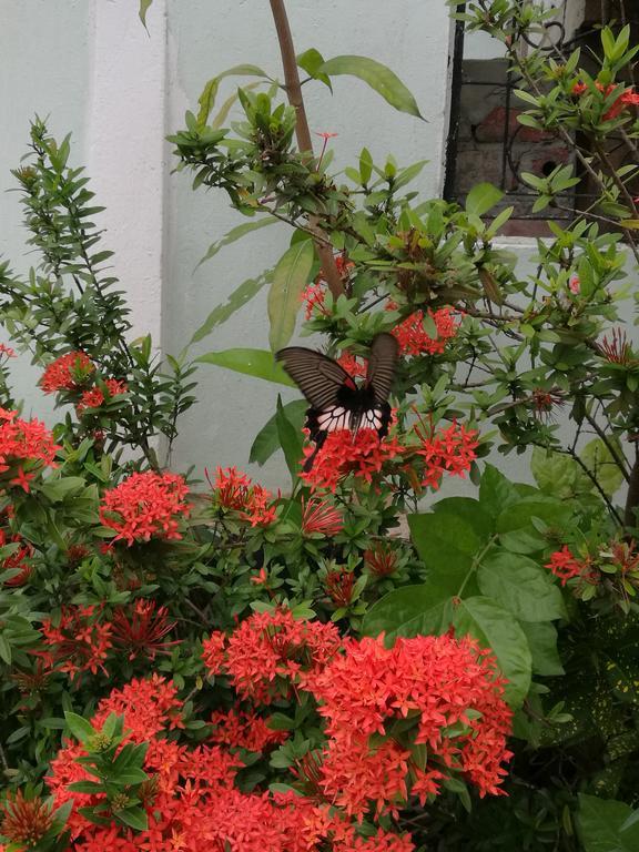 Viradesa Guesthouse Luang Prabang Dış mekan fotoğraf